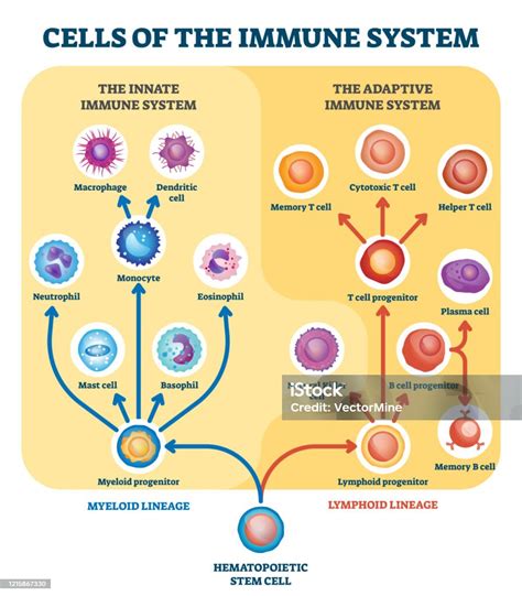 Immune System Cells Vector Illustration Labeled Educational Division ...