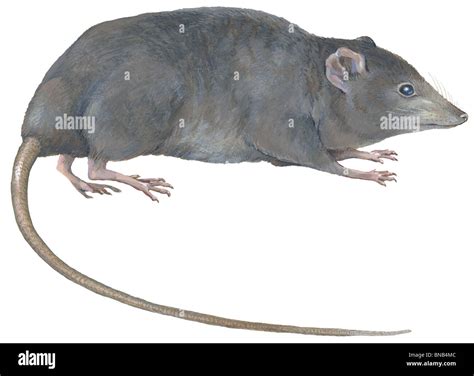 Shrew opossum hi-res stock photography and images - Alamy