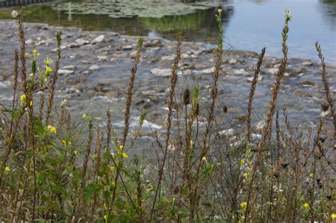 Starry Stonewort: An Example of Invasive Aquatic Algae | Clarke