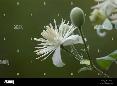 Old Man's Beard / Clematis Stock Photo - Alamy