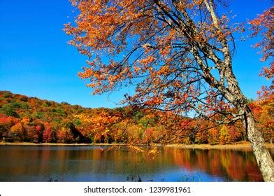 Fall Color Summit Lake Monongahela National Stock Photo 1239981961 ...