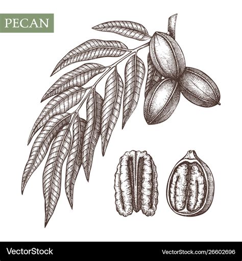 Pecan hand drawn food drawing nut trees Royalty Free Vector