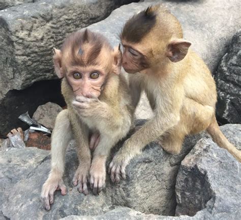 Surviving The Mischievous Lopburi Monkeys In Thailand