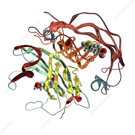 Streptavidin-biotin molecular complex - Stock Image - C014/5663 ...