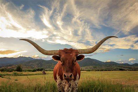 Heber Longhorn Sunset Photograph by Wasatch Light - Fine Art America