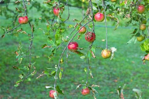 Premium Photo | Red apples on a tree