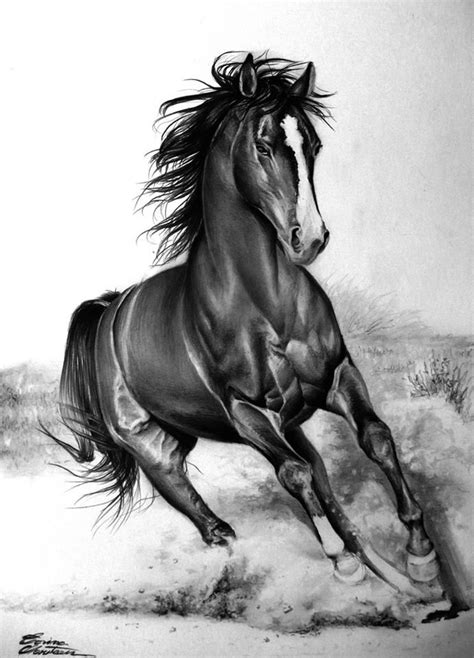 Pin by Tim Irvin on Pencil Drawing of Horses | Horses, Beautiful horses ...