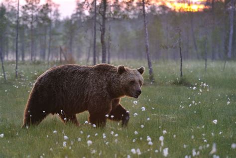 Bear Watching in Finland | Holidays 2024/2025 | Best Served Scandinavia