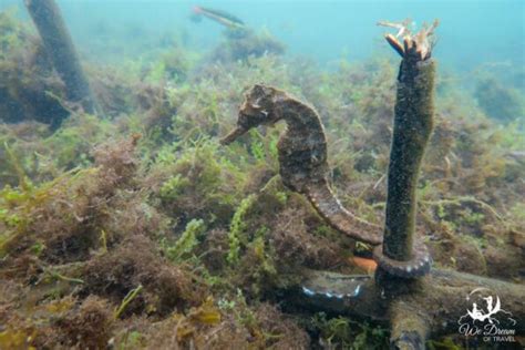 🤿 Best Snorkeling in Galapagos: Free Spots + Top Tours (2024)