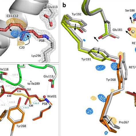 Retinal conformation captured 1 picosecond after rhodopsin... | Download Scientific Diagram