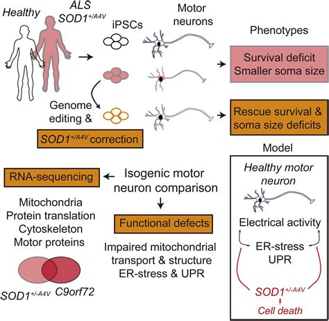 Pathways Disrupted in Human ALS Motor Neurons Identified through Genetic Correction of Mutant ...