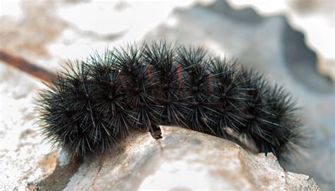 Black Caterpillars: An Identification Guide to Common Species | Owlcation