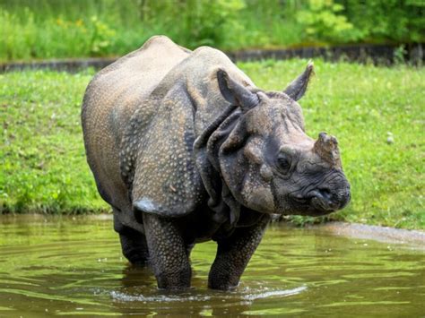 Indian rhinoceros: habitat and characteristics