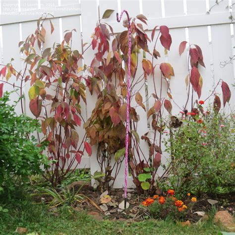 PlantFiles Pictures: Cornus Species, Creek Dogwood, Dogwood, Red Osier Dogwood, Red Twig Dogwood ...