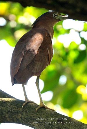 Malayan Night Heron sighted in Singapore’s Bidadari - Bird Ecology Study Group