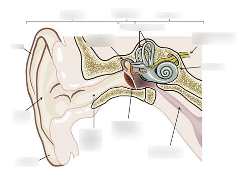 Special Senses - Hearing and Balance Diagram | Quizlet