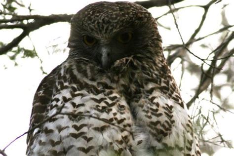 Powerful Owl Ninox strenua diet from two sites in the Australian Capital Territory - The ...