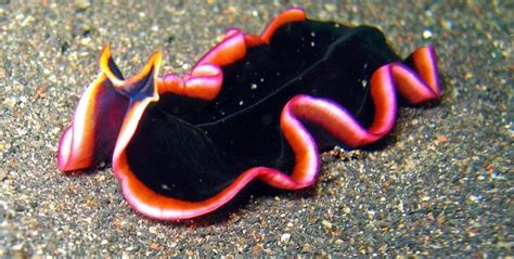 Glorious Flatworm, Pseudobiceros gloriosus | Underwater animals, Flatworm, Beautiful sea creatures