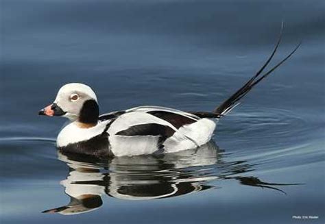 Long-Tailed Duck | Types of Ducks & Geese