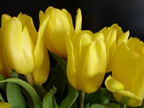 yellow tulip flowers free image | Peakpx
