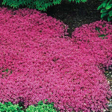 Red Creeping Thyme | Brecks Premium Bulbs