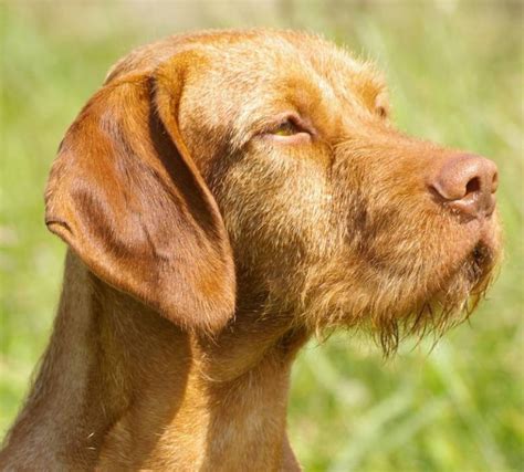 Wirehaired Vizsla - dog breed information and images - K9RL