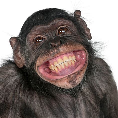 Happy Monkey Stock Photos, Pictures & Royalty-Free Images - iStock