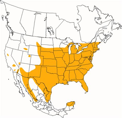 Yellow-billed Cuckoo | Ask A Biologist