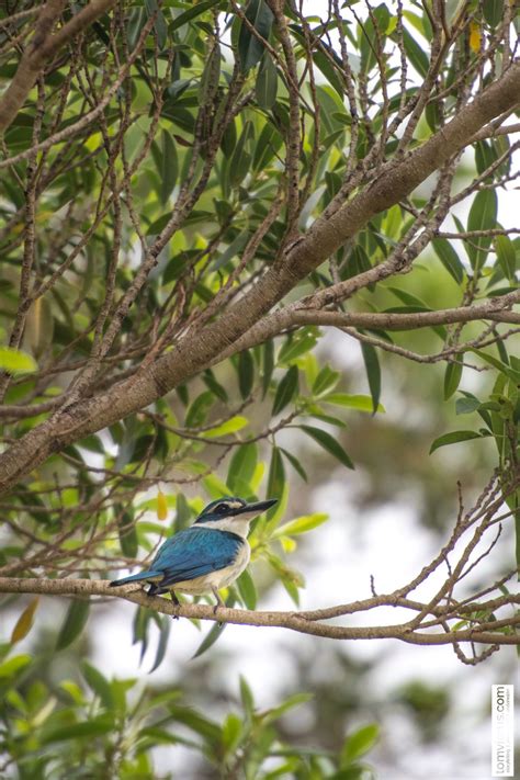 Project manumanu vuka | Photos of all birds of Fiji | Livingdreams.tv