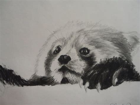 Red Panda Sketch | Panda sketch, Red panda, Charcoal art