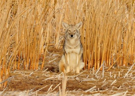 6 Useful Coyote Hunting Tips For Beginners | Hunting Magazine