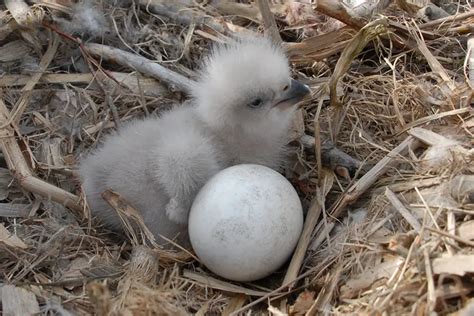 What are Bald Eagle Babies Called? (All You Need to Know!) - Animals HQ