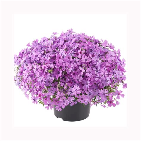 Phlox Fabulous Rose Dark Eye – BuyPlants.co.uk