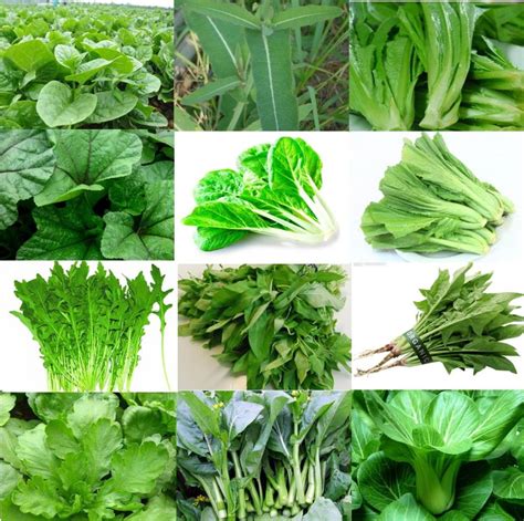 Popular Leafy Green Vegetables-Buy Cheap Leafy Green Vegetables lots ...