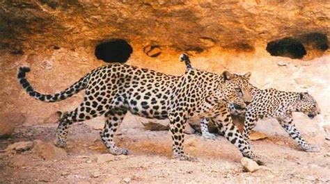 Arabian leopard - Alchetron, The Free Social Encyclopedia