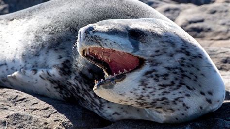 Leopard Seals Are Apex Predators of the Antarctic | HowStuffWorks