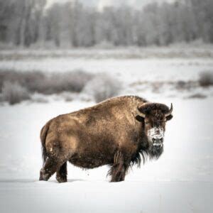 The Ultimate Guide To Wyoming Bison Hunting - Alpha and Omega Outdoors