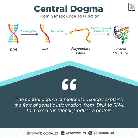 The Central Dogma Explained