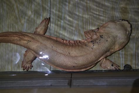 Efforts to conserve Chinese giant salamander divide conservationists