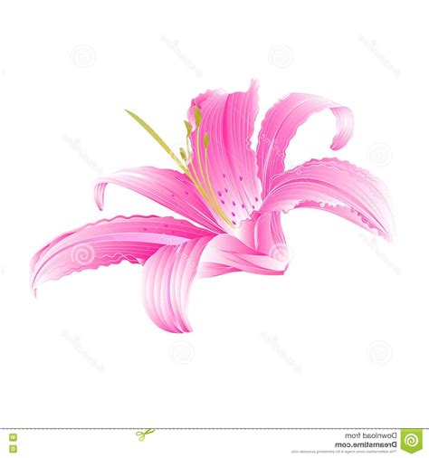 Lily Flower Vector at Vectorified.com | Collection of Lily Flower ...