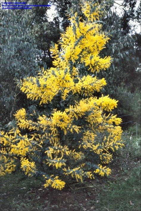 PlantFiles Pictures: Golden Mimosa Tree, Cootamundra Wattle, Bailey Acacia (Acacia baileyana) by ...