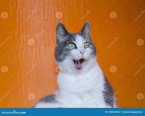 Cat`s Portret. the Cat Looks Surprised Stock Photo - Image of pets, orange: 104544662