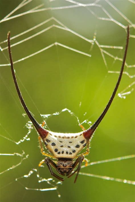 Long-Horned Orb Weaver Spider - Many Long-horned orb-weaver spiders build a new web each day.