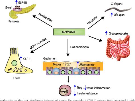 New mechanisms of metformin action: Focusing on mitochondria and the gut | Semantic Scholar