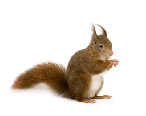 wallpaper squirrel, white background, animal HD : Widescreen : High Definition : Fullscreen