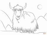 Yak coloring Page  Free Printable Coloring Pages sketch template