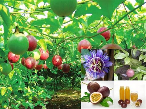 Purple Passion Fruit Vine, Passiflora edulis, Seeds (Fast, Edible, Showy) 20pcs - Tree Seeds