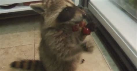 Baby Raccoon Caught Stealing Grapes — And Her Reaction Is Hilarious ...