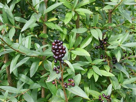 Wild Privet (ligustrum vulgare)