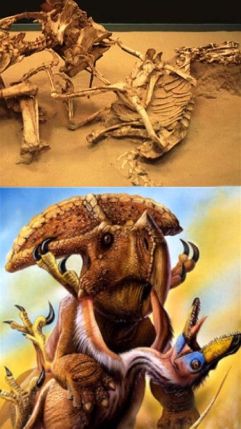 Velociraptor Vs Protoceratops Fossil